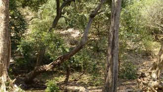 Pescado forest 1