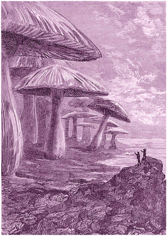 Fișier:Verne Mushrooms.png