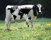 World cow
