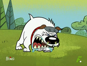 Saliva furioso