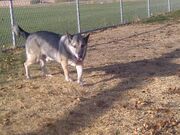 Shorty dog park