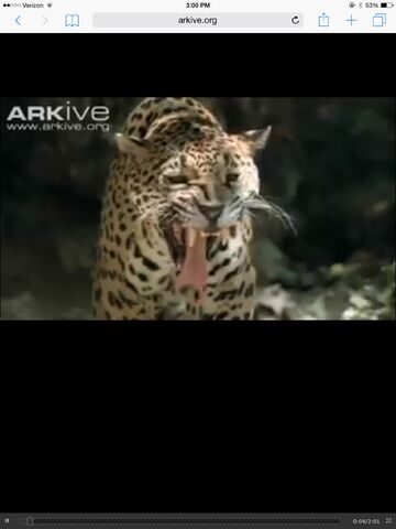File:Jaguar.jpg