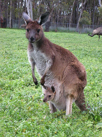 File:Kangaroo.jpg