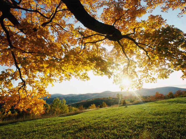 File:Autumn Leaves.jpg