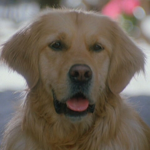 Fichier:4-Chien.jpg