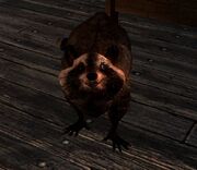 Raccoon