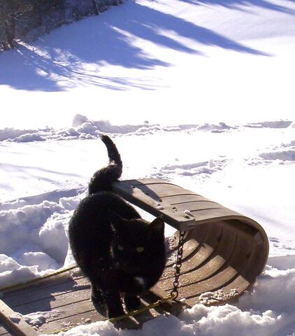 File:Catboggan.jpg