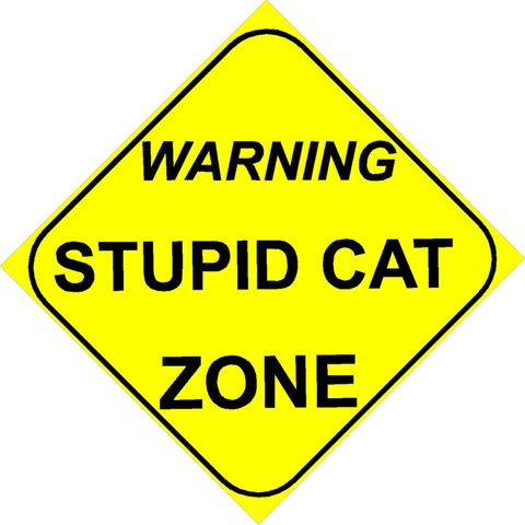 File:Stupid cat.jpg