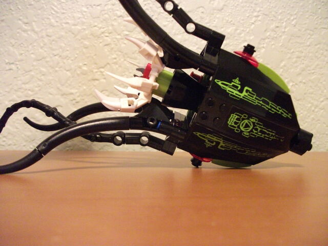 File:Squid 3.jpg