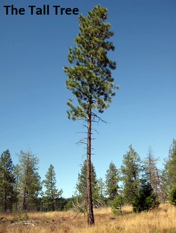 File:TTT.png