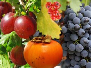 True.berries
