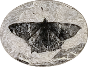 Prodryas.png