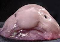 File:Blob.jpg
