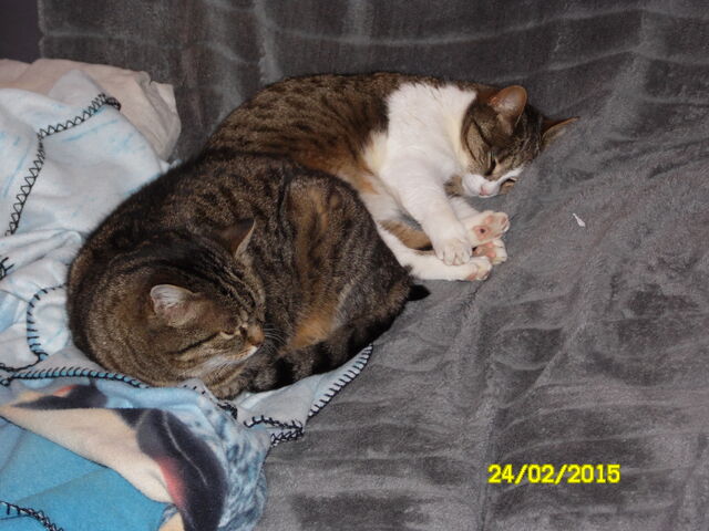 Fichier:SAM 0033.jpg