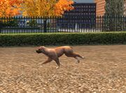 Dogmaker.jpg