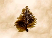 Seaweed2