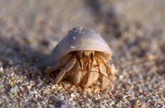 Hermit-crab-derm