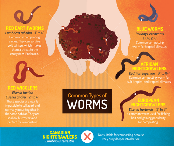 File:Common-types-of-worms.png