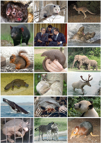 File:426px-Mammal Diversity 2011.png
