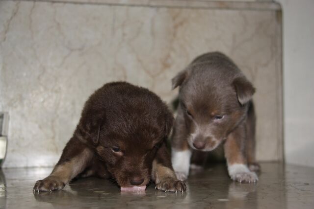 File:Puppies.jpg