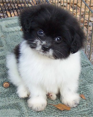 File:PomAPooPUPPY10Weeks.jpg
