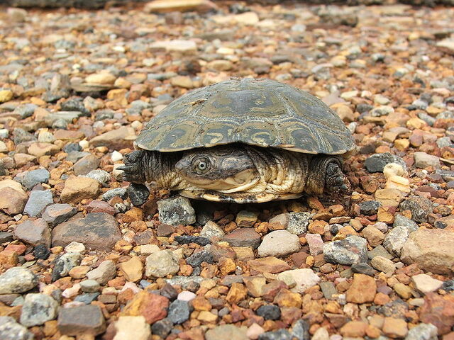 File:Africanhelmeted.jpg