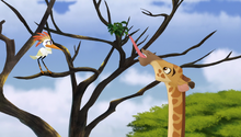 The-trouble-with-galagos (73)