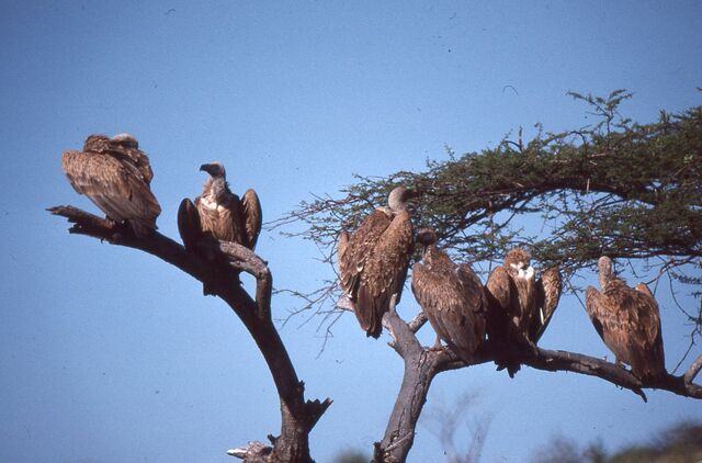 File:Vultures.jpg