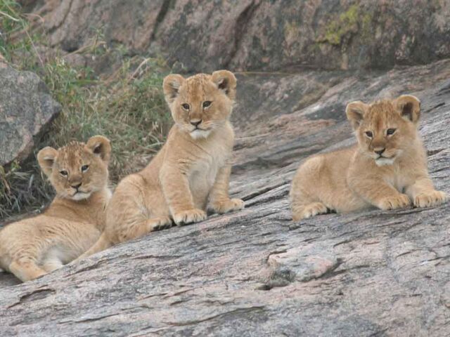 File:Lion-cubs-image-lion-cubs-36139518-1024-768.jpg