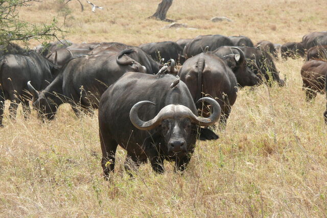 File:Buffalo-rl.jpg