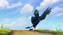 The-call-of-the-drongo-hd (154)