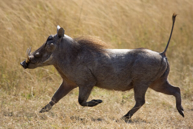 File:Warthog-rl.jpg