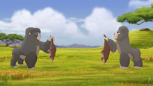 The-lost-gorillas (38)
