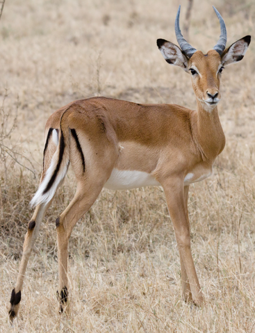 File:Impala-rl.png