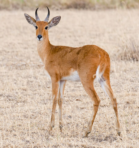 File:Reedbuck.jpg