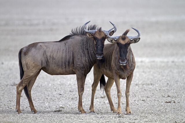 File:Wildebeests.jpg