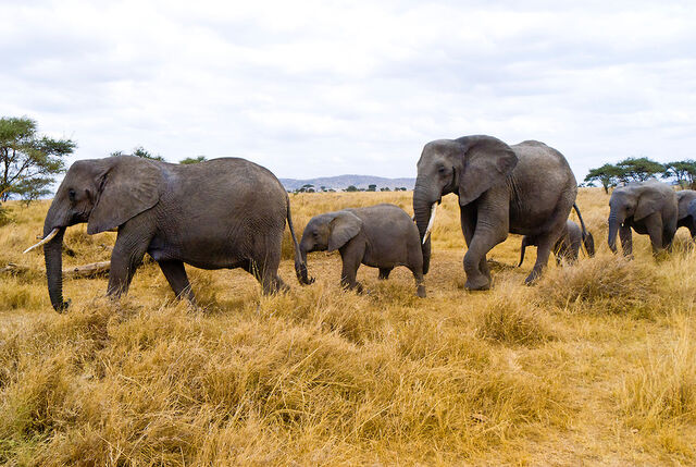 File:Elephants-rl.jpg