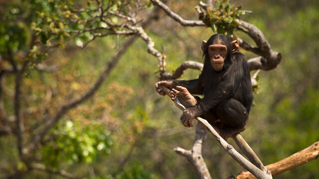 File:Chimpanzee.jpg