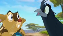 The-call-of-the-drongo-hd (244)