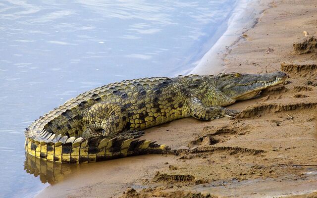 File:Crocodile.jpg