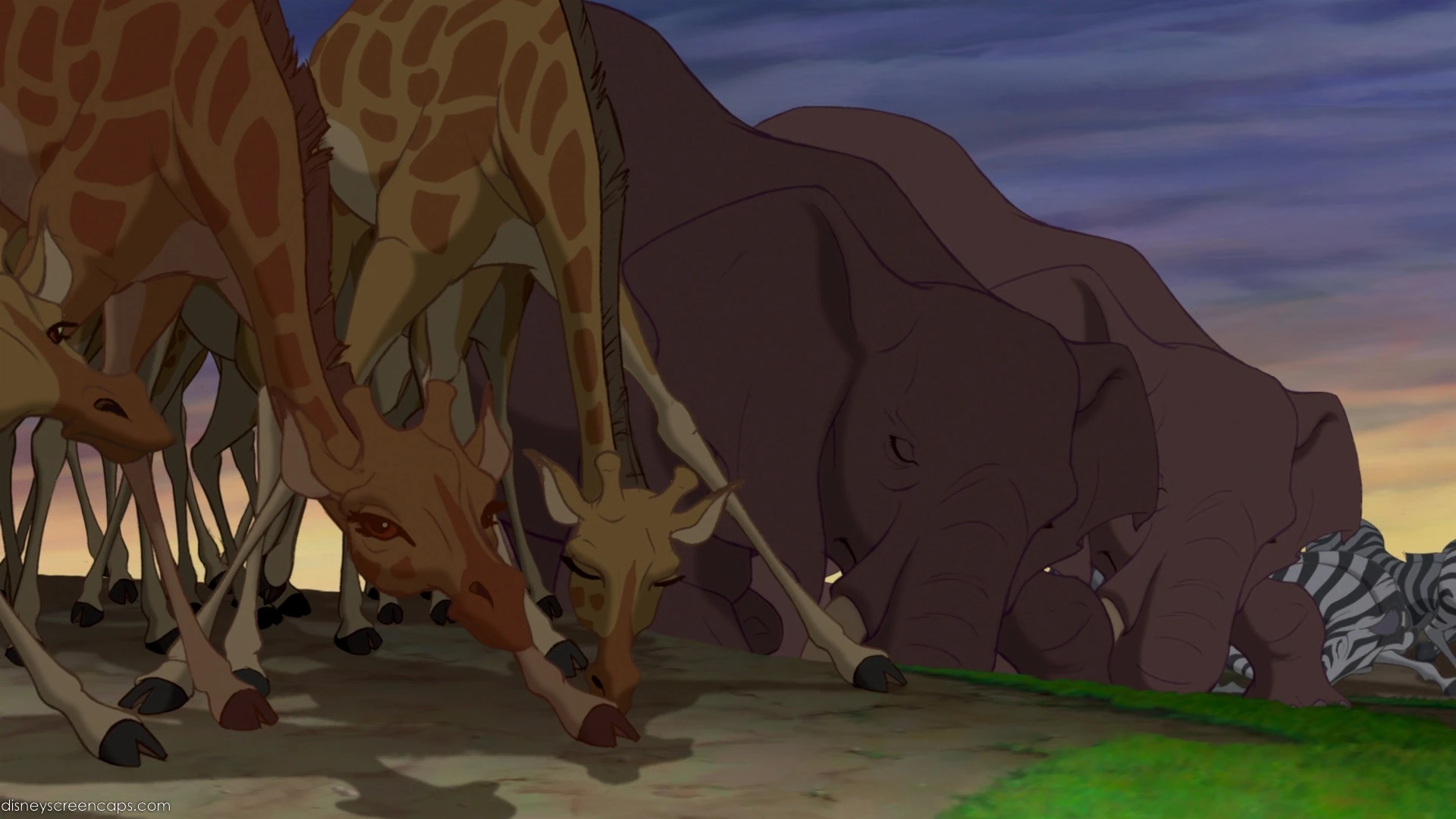 Image Bow Before Simba.jpg The Lion King Wiki FANDOM