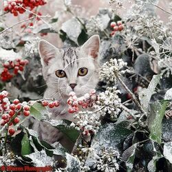 Blizzard