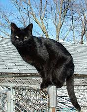 Nightclaw