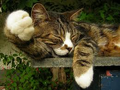 Thumbnail for version as of 21:26, September 11, 2011