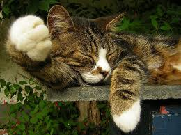 File:Tabbykit.png