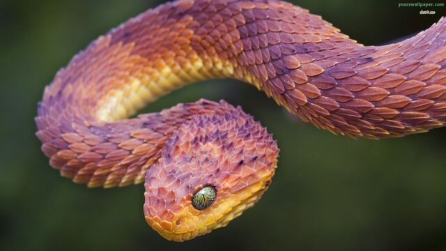 File:Bush-viper 85461.jpg