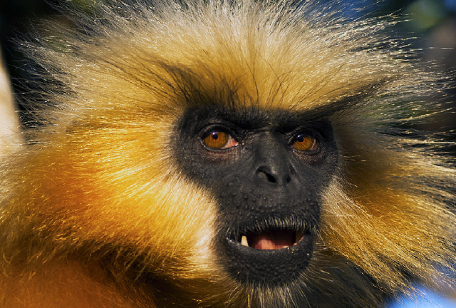 File:Darwin.png