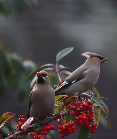 File:Mill hill waxwing.jpg