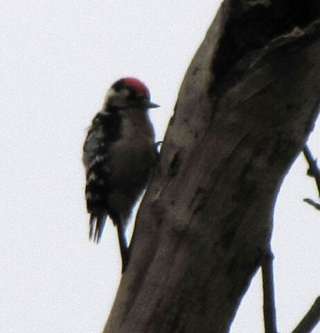File:Lesser-spotted-woodpecker.jpg
