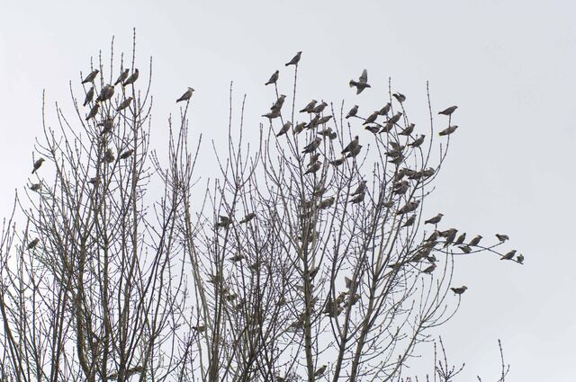 File:102 - 105 Waxwings.jpg